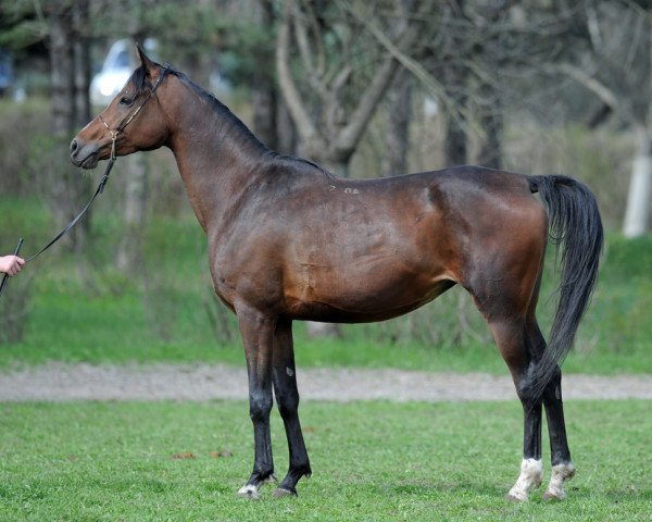 Zuchtstute Alsu 2006 ox (Vollblutaraber, 2006, von Ansambl 2000 ox)