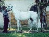 broodmare Djimma 1992 ox (Arabian thoroughbred, 1992, from Mastak 1977 ox)