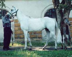 broodmare Djimma 1992 ox (Arabian thoroughbred, 1992, from Mastak 1977 ox)