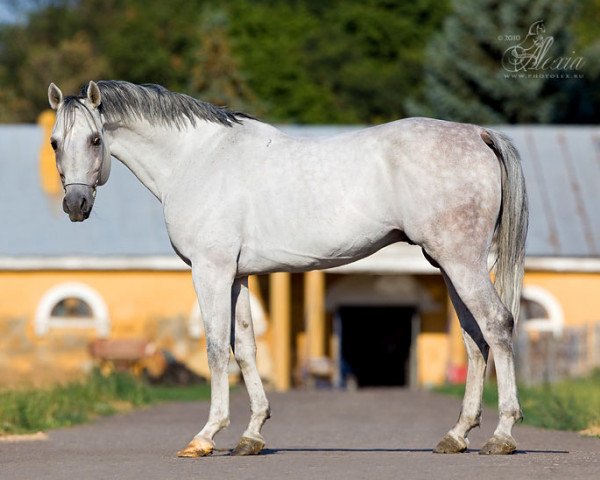 stallion Drager 2002 ox (Arabian thoroughbred, 2002, from Gepard 1984 ox)