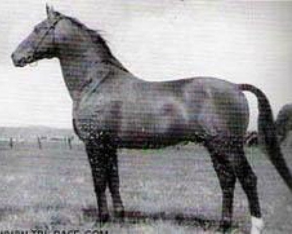 stallion Ozean (Trakehner, 1952, from Ernest)