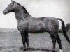 stallion Ozean (Trakehner, 1952, from Ernest)