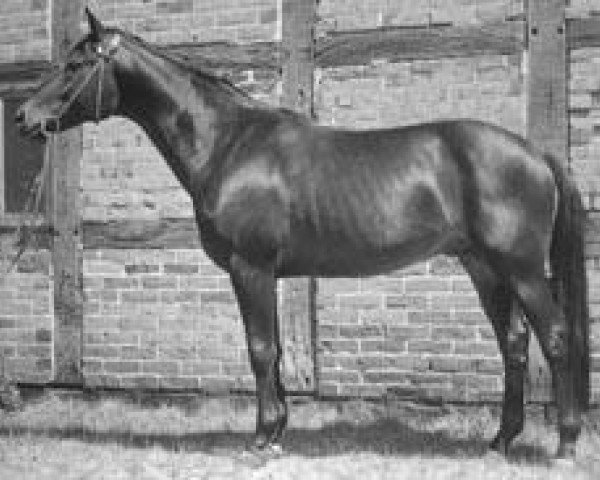 stallion Ortelsburg (Trakehner, 1954, from Hansakapitän)