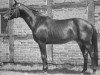 Pferd Ortelsburg (Trakehner, 1954, von Hansakapitän)