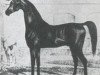 stallion Turcmainatti ox (Arabian thoroughbred, 1784)