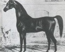 Deckhengst Turcmainatti ox (Vollblutaraber, 1784)