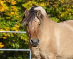 broodmare Hella (Fjord Horse, 2014, from Hangvar Kry)