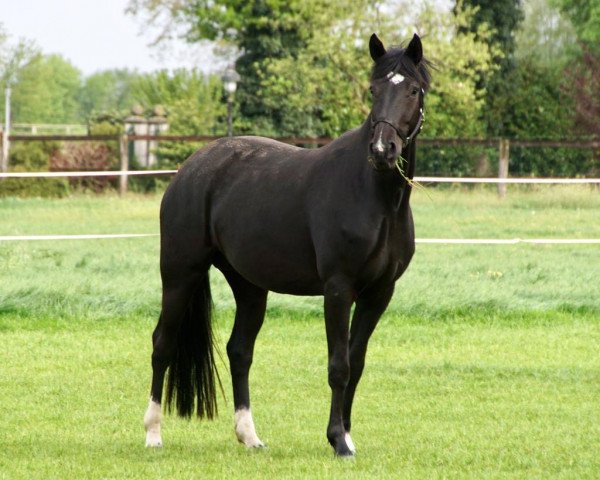 broodmare Instertusch (Hanoverian, 2015, from Instertanz V 241 FIN)