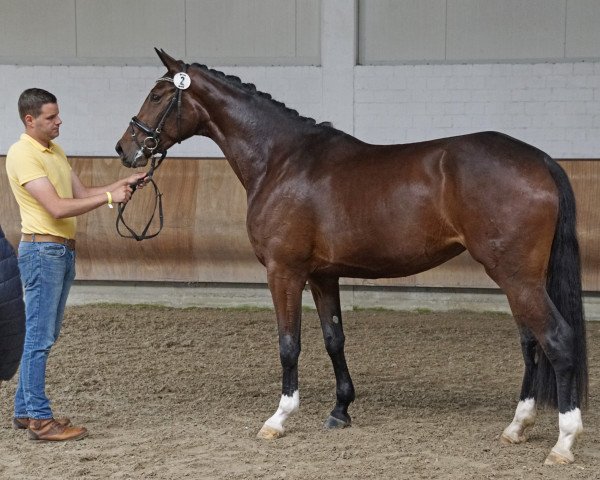 dressage horse Inalda (Hanoverian, 2018, from Instertanz V 241 FIN)