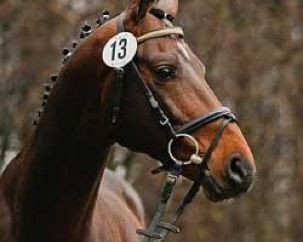 stallion ISMAHN AA (Anglo-Arabs, 2005, from Marek AA)