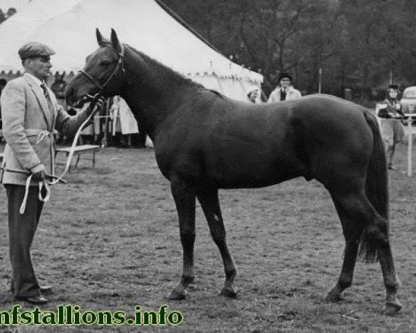 Deckhengst Slipper (New-Forest-Pony, 1949, von Forest Horse)