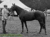 Deckhengst Slipper (New-Forest-Pony, 1949, von Forest Horse)