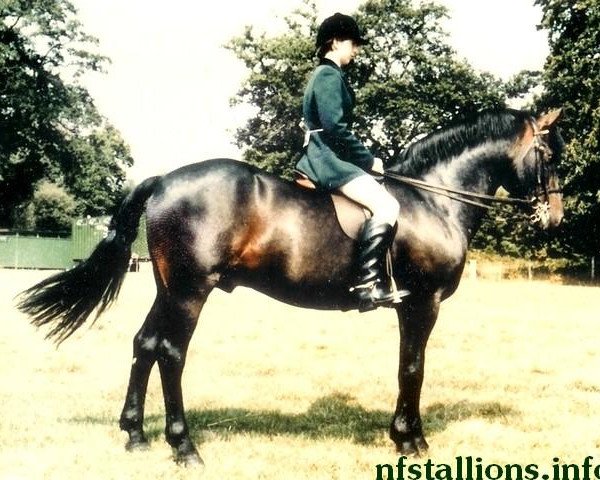 stallion Katric Capers (New Forest Pony, 1972, from Holly Prince Rupert)