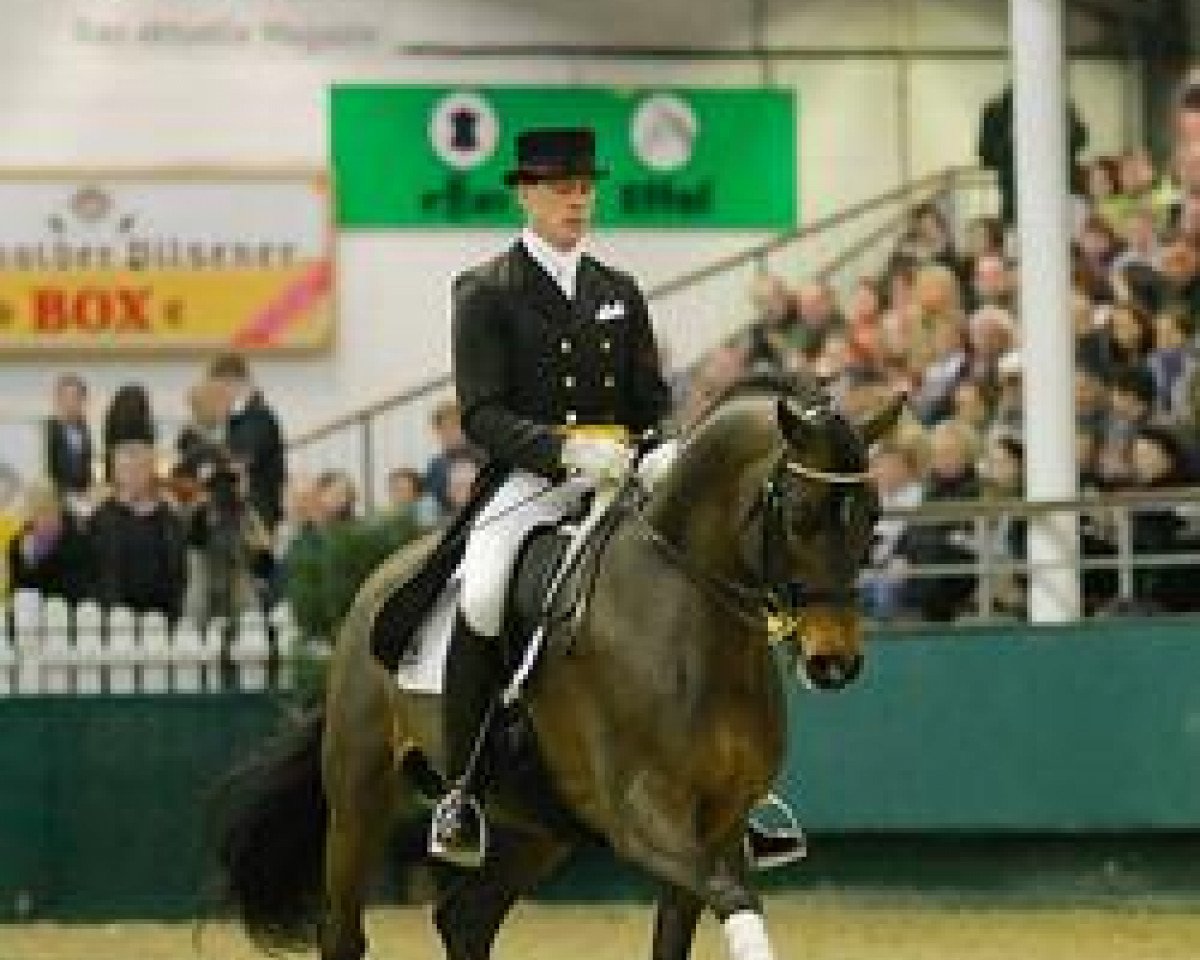 stallion Herzensdieb (Trakehner, 2003, from Tambour)