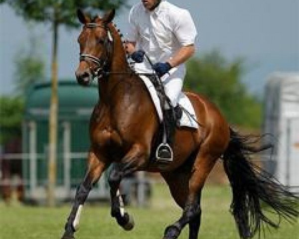 stallion Halimey Go (Trakehner, 2005, from Askar AA)