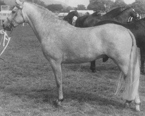 Deckhengst Merrie Musket (New-Forest-Pony, 1964, von Merrie Mercury)