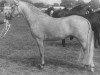 stallion Merrie Musket (New Forest Pony, 1964, from Merrie Mercury)