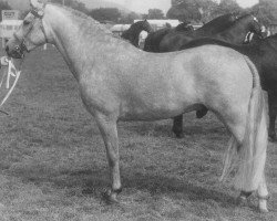 stallion Merrie Musket (New Forest Pony, 1964, from Merrie Mercury)