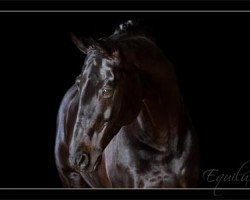 stallion Thalys (Trakehner, 1999, from Hohenstein I)