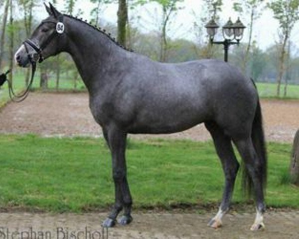 broodmare Kronlilie (Trakehner, 2010, from Gribaldi)