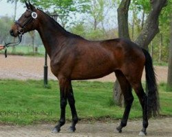 broodmare Inside (Trakehner, 2010, from Krokant)