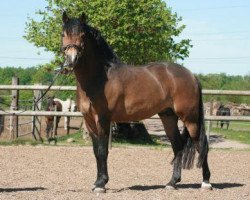 Deckhengst Morning Risto (New-Forest-Pony, 2002, von Morning Sun)