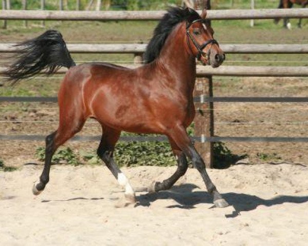 stallion Donnatello D.J. (New Forest Pony, 2004, from Kantje's Armando)