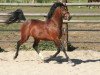 stallion Donnatello D.J. (New Forest Pony, 2004, from Kantje's Armando)