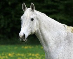 Zuchtstute Renaissance III (Trakehner, 1992, von Tuareg)