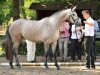 broodmare Herbstkönigin (Trakehner, 2010, from Interconti)