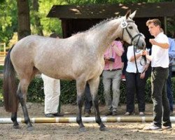 Zuchtstute Herbstkönigin (Trakehner, 2010, von Interconti)