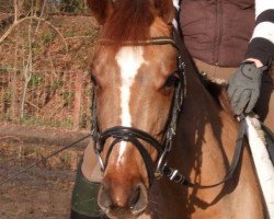 broodmare Chilla Milla (Hanoverian, 2006, from Chalan)