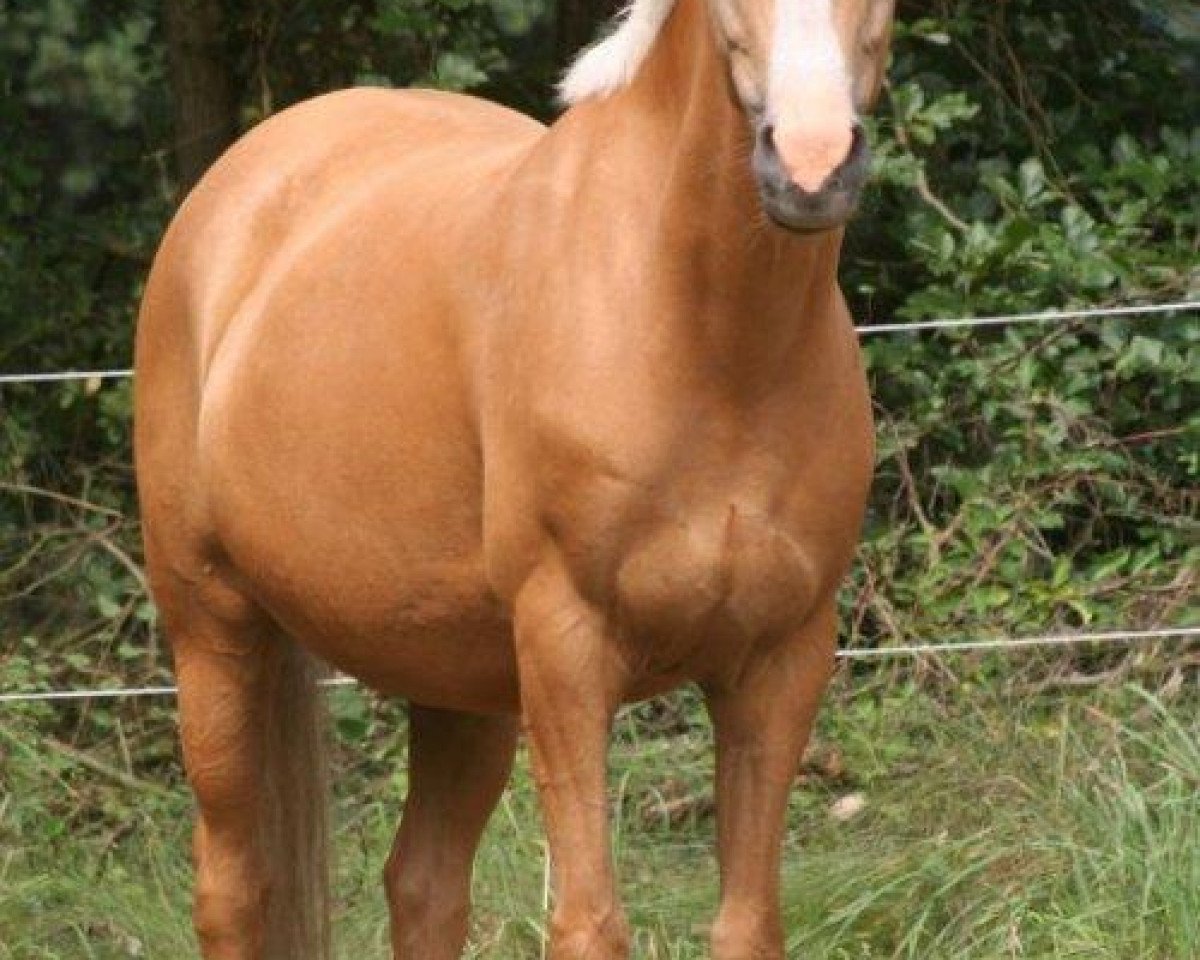 Zuchtstute Chantal Gold (Deutsches Reitpony, 1996, von Golden Dancer)
