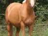 broodmare Chantal Gold (German Riding Pony, 1996, from Golden Dancer)