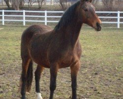 broodmare Laysa (Oldenburg, 1990, from Landadel)