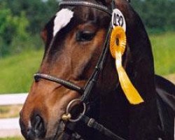 broodmare Schoene Symphonie (Trakehner, 1999, from Polarpunkt)