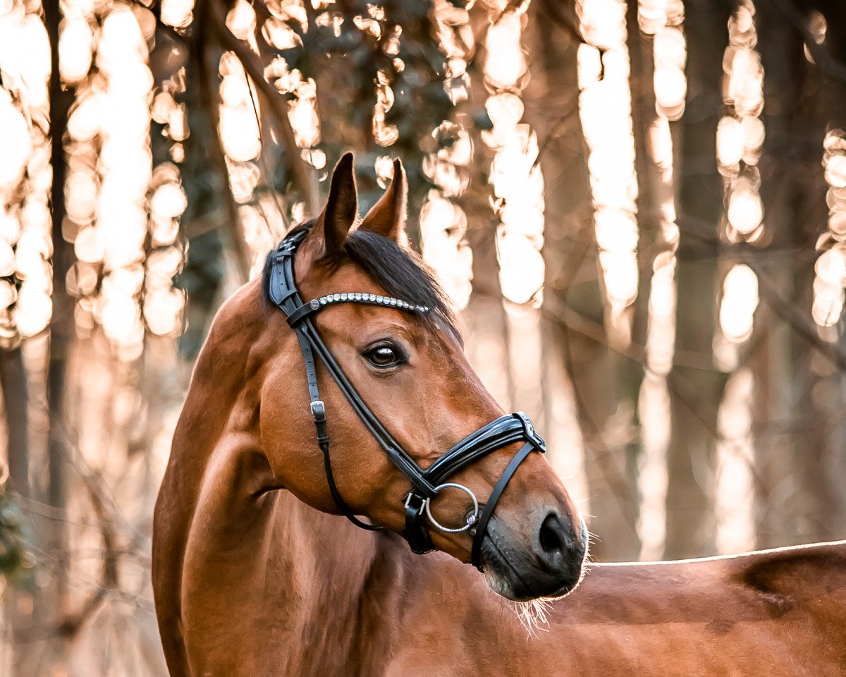 dressage horse Brasil de Luxe (Westphalian, 2013, from Bretton Woods)