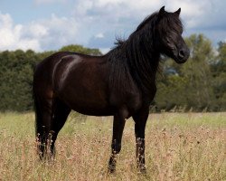 Pferd Stourton Henry (Dartmoor-Pony, 2005, von Wendel Limerick)