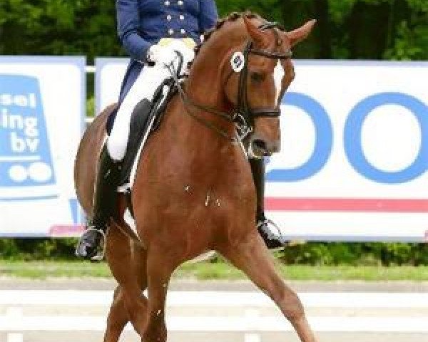 stallion Garuda K (Trakehner, 2001, from Münchhausen)