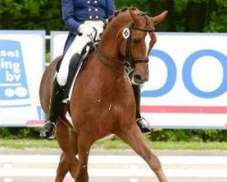 stallion Garuda K (Trakehner, 2001, from Münchhausen)