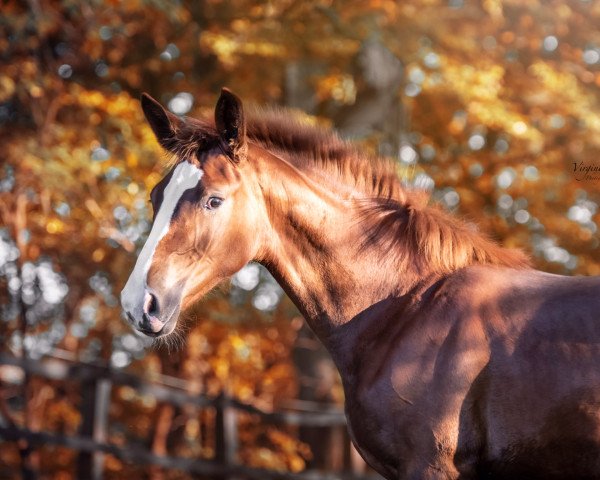 horse Rieke-Royal (Westphalian, 2021, from Rotspon)