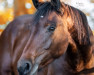 broodmare Fürstin Friederike (Westphalian, 2020, from Fashion In Black NRW)