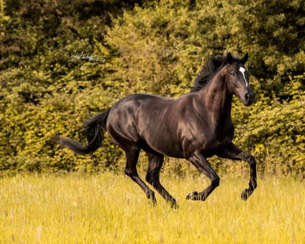 Pferd A Shining Star xx (Englisches Vollblut, 2015, von Rock Of Gibraltar xx)