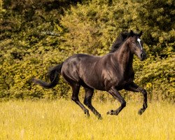 horse A Shining Star xx (Thoroughbred, 2015, from Rock Of Gibraltar xx)