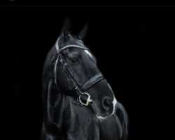 horse Elegant Man xx (Thoroughbred, 2016, from Manduro xx)