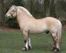 stallion Topas Halsnæs (Fjord Horse, 1993, from Monolitt N.1974)