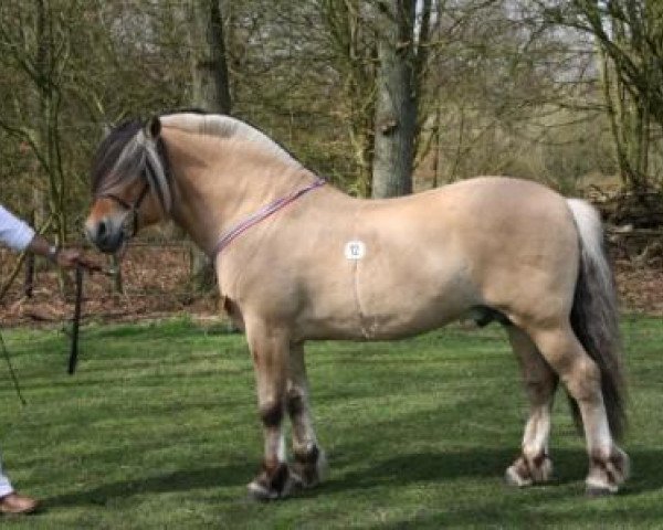 stallion Reitze (Fjord Horse, 1996, from Sverre I)