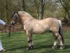 stallion Reitze (Fjord Horse, 1996, from Sverre I)