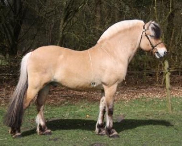 stallion Kventin (Fjord Horse, 1999, from Kvest Halsnæs)