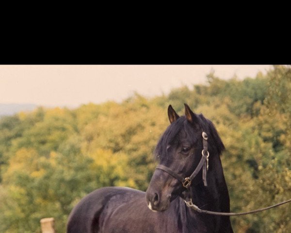 stallion Dark Rex (German Riding Pony, 1987, from Durello)